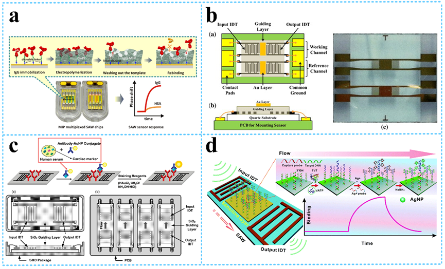 Love-mode SAW liquid biosensing platform