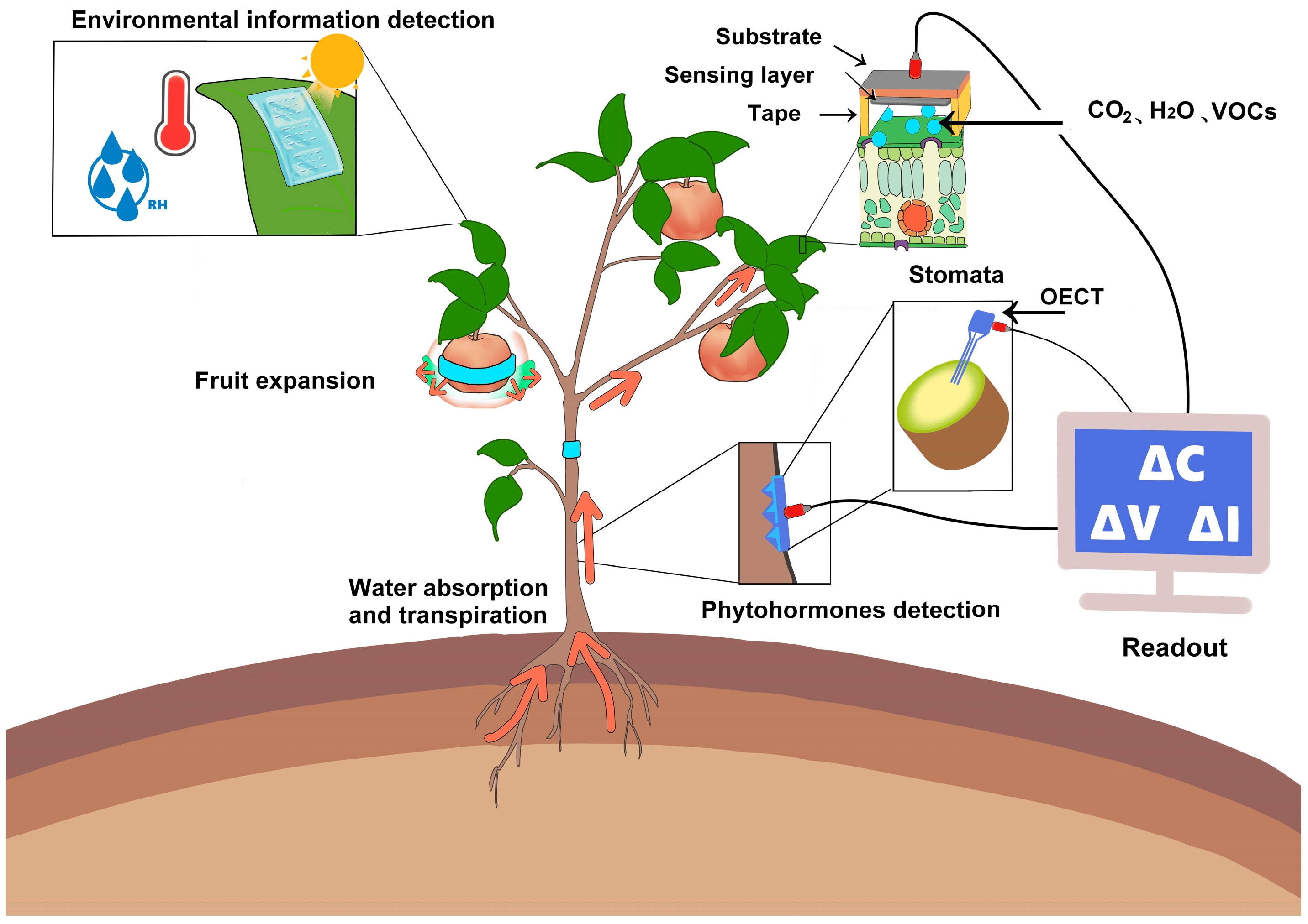 Multimodal Wearable Sensor Patch for Continuous Plant Monitoring