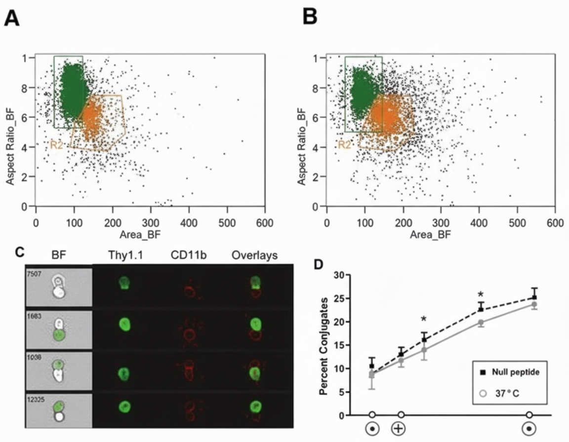 High-content imaging flow cytometry in immunology