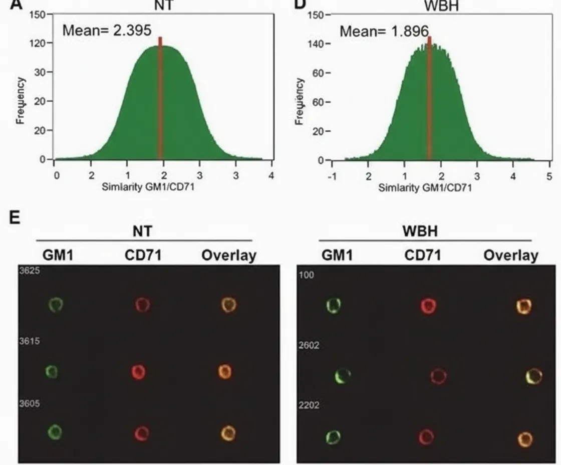 Co-localization analysis of GM1 and control marker CD71