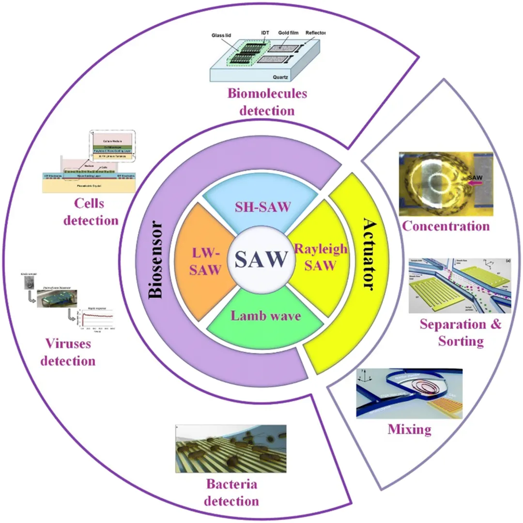 IDT Electrode Structures for Surface Acoustic Wave Sensors