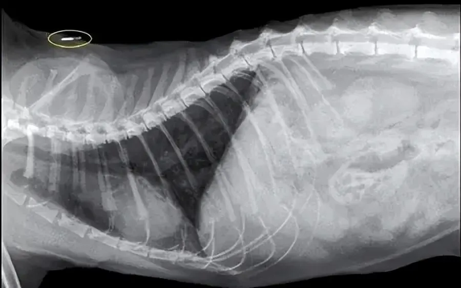 Biometric Identification for IoT Dog Management