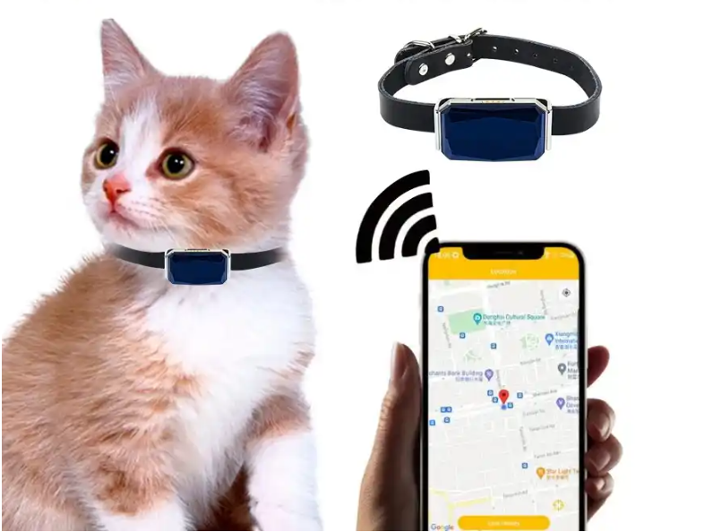 Small pet wearing a compact pet tracking device on a collar