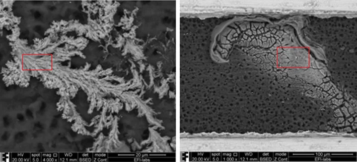 SEM micrograph of dendritic growth